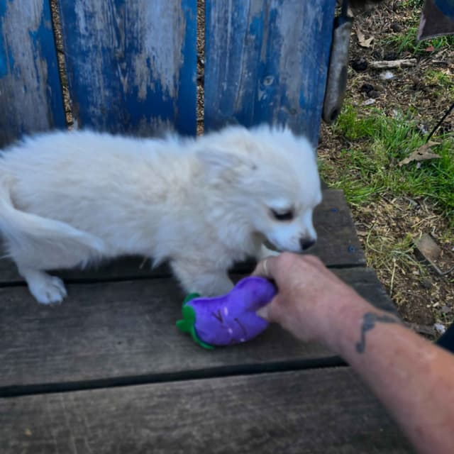 Chihuahua very outgoing cream male media 14