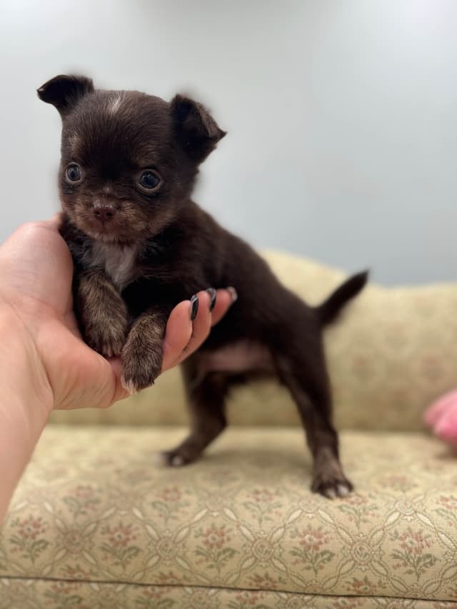 Chihuahua Puppies media 2