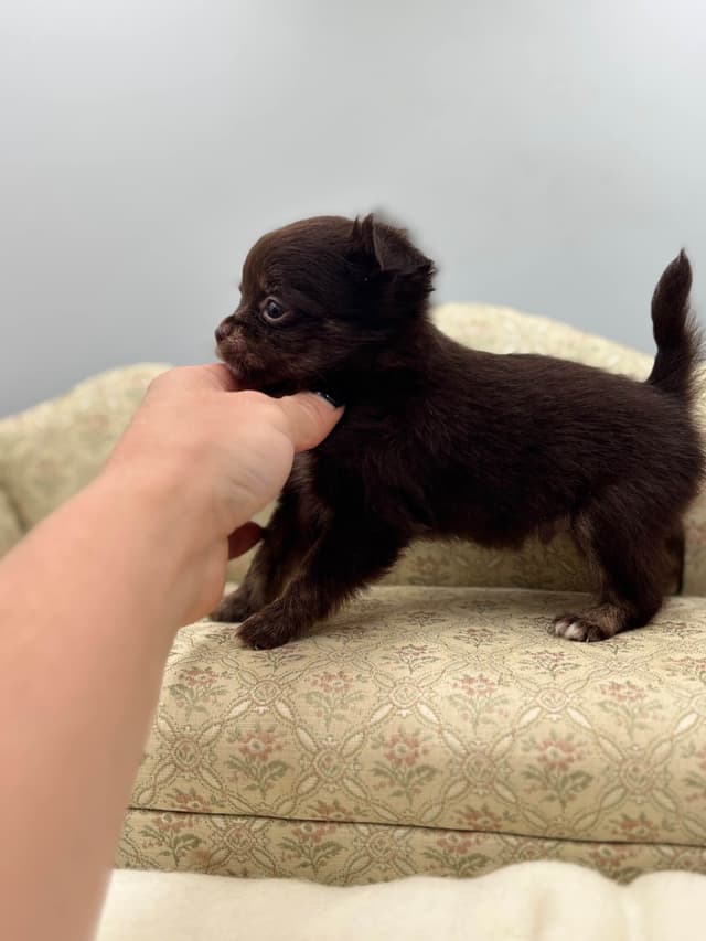 Chihuahua Puppies media 3
