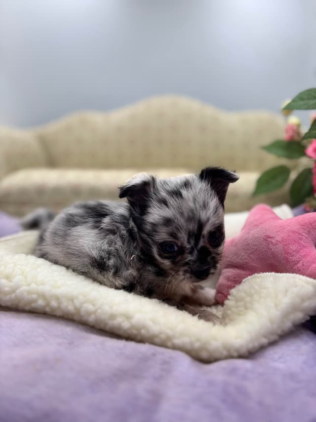 Chihuahua Puppies media 4