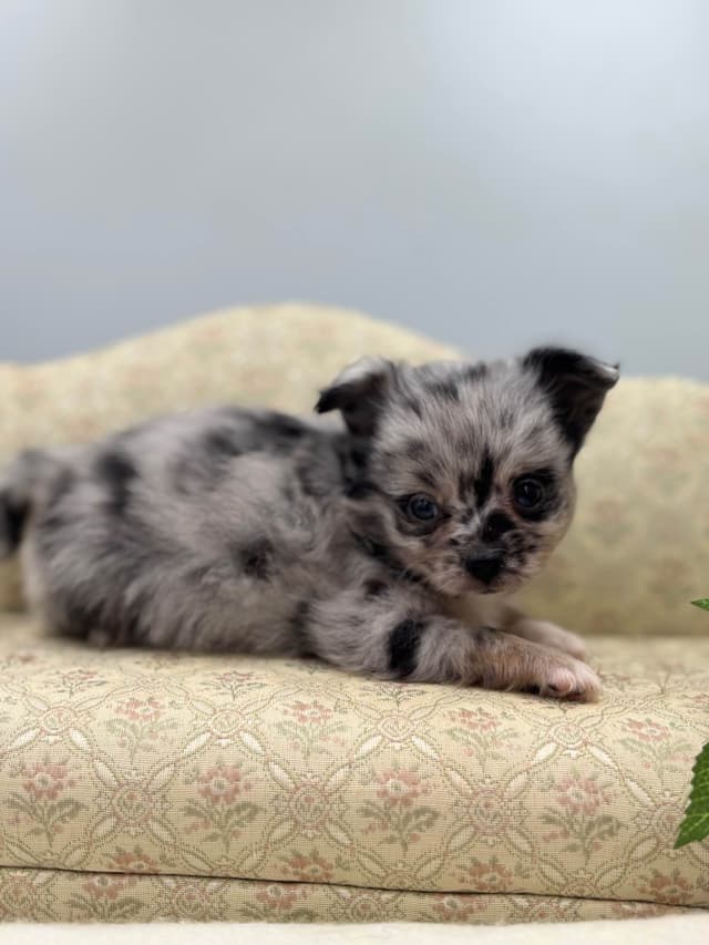 Chihuahua Puppies media 5