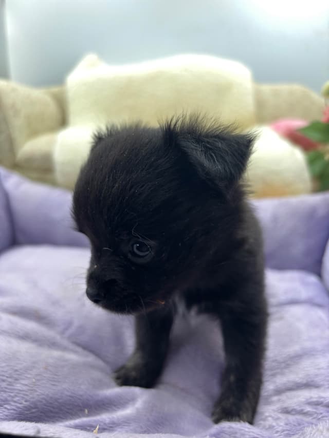Chihuahua Puppies media 6