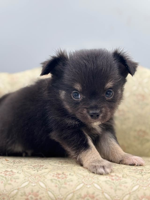 Chihuahua Puppies media 8