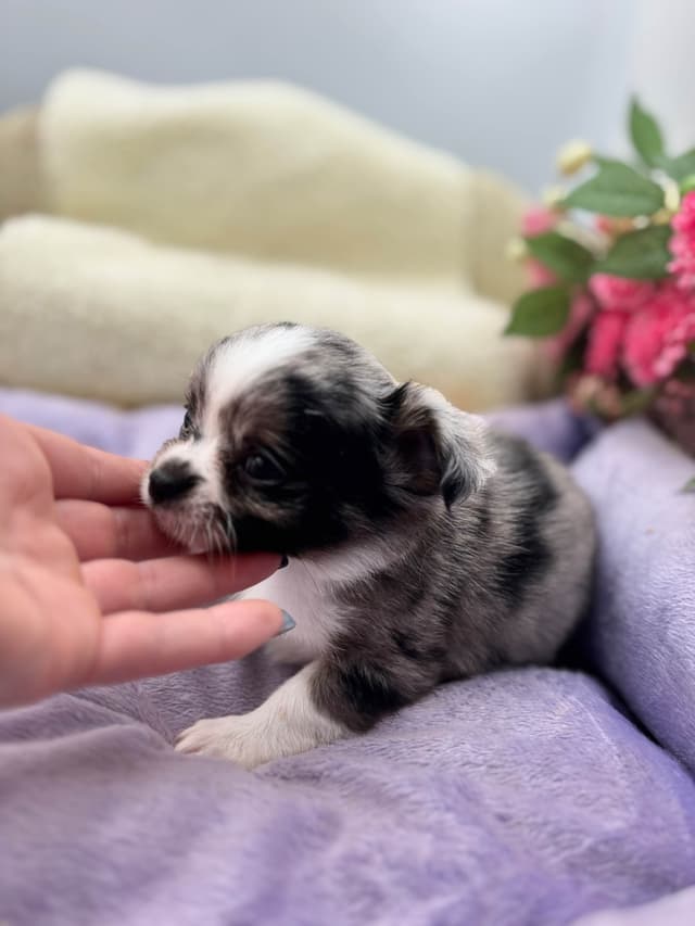Chihuahua Puppies media 9
