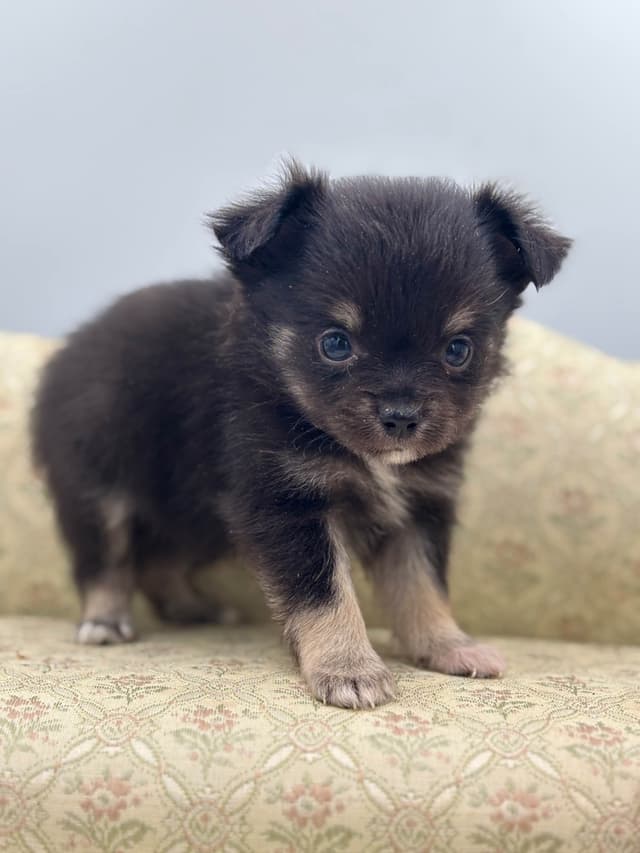 Chihuahua Puppies media 7