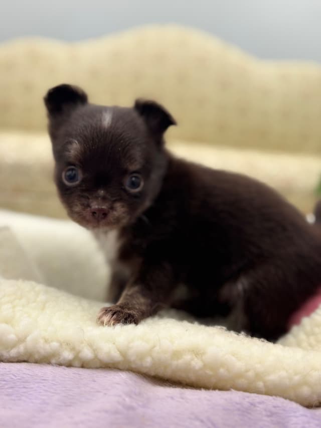 Chihuahua Puppies media 12