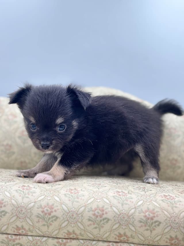 Chihuahua Puppies media 13