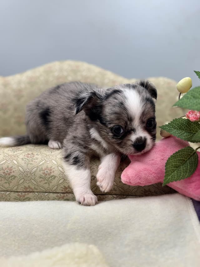 Chihuahua Puppies media 11