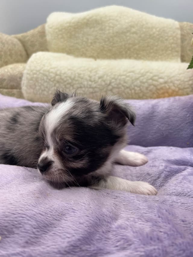 Chihuahua Puppies media 17