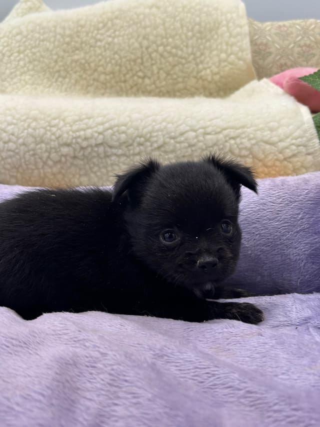 Chihuahua Puppies media 16