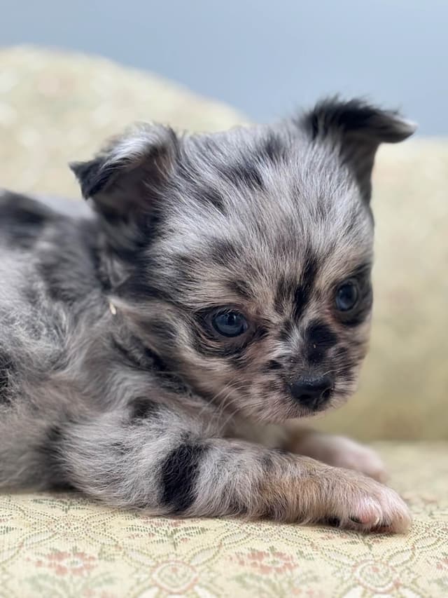 Chihuahua Puppies media 15