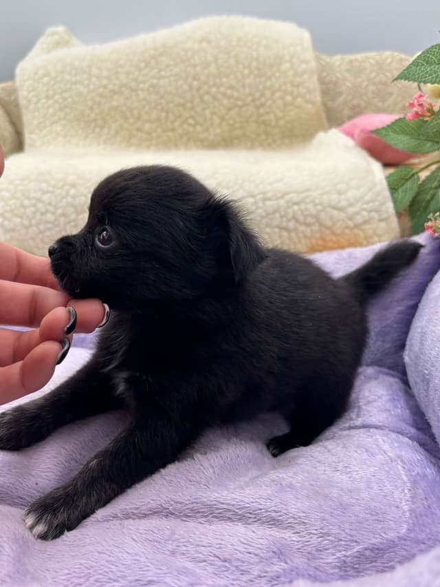 Chihuahua Puppies media 18