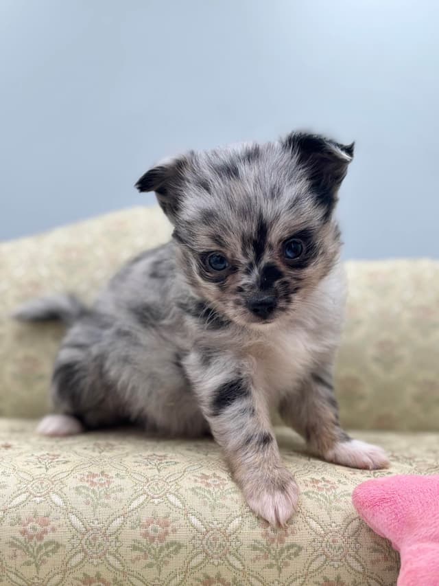 Chihuahua Puppies media 19