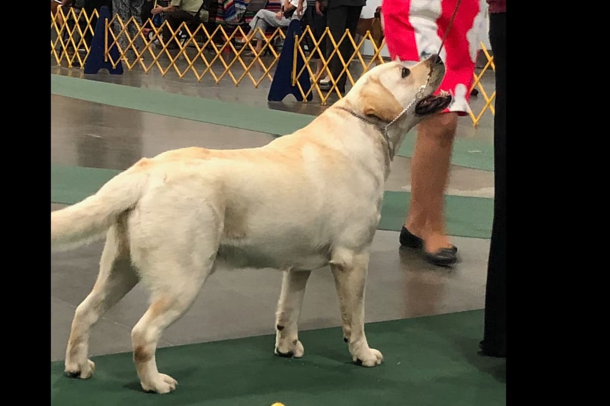 Started Service, Therapy or Facility Professionally Raised Lab Puppies breeder image 1