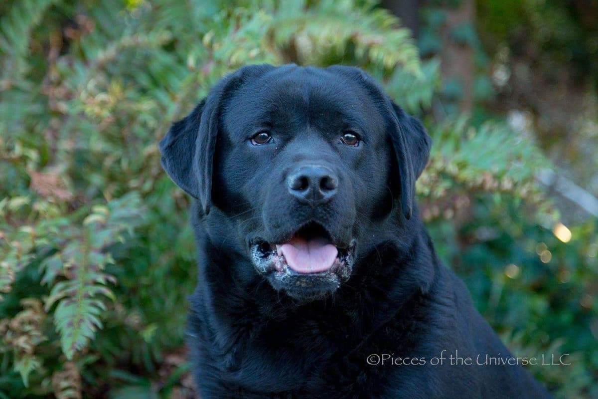Started Service, Therapy or Facility Professionally Raised Lab Puppies breeder image 2