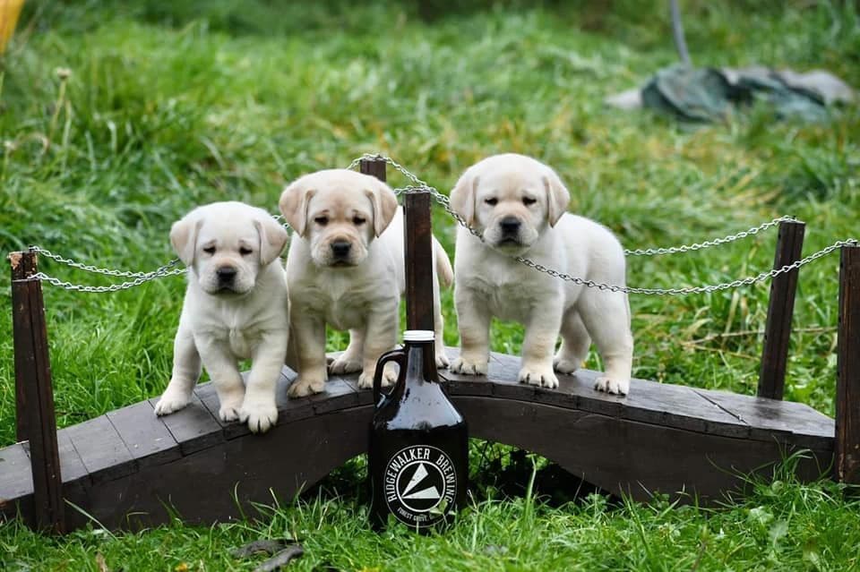 Started Service, Therapy or Facility Professionally Raised Lab Puppies breeder image 3