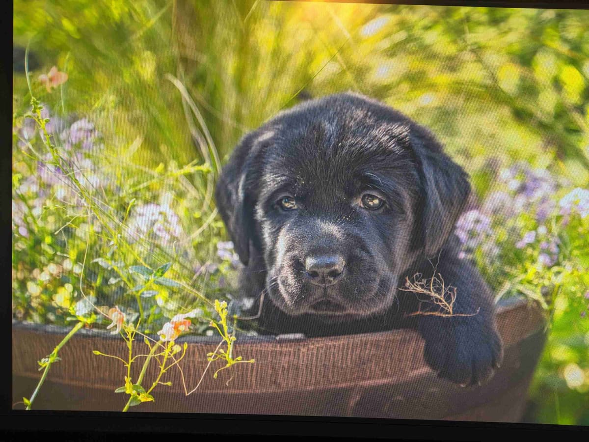 Started Service, Therapy or Facility Professionally Raised Lab Puppies breeder image 4
