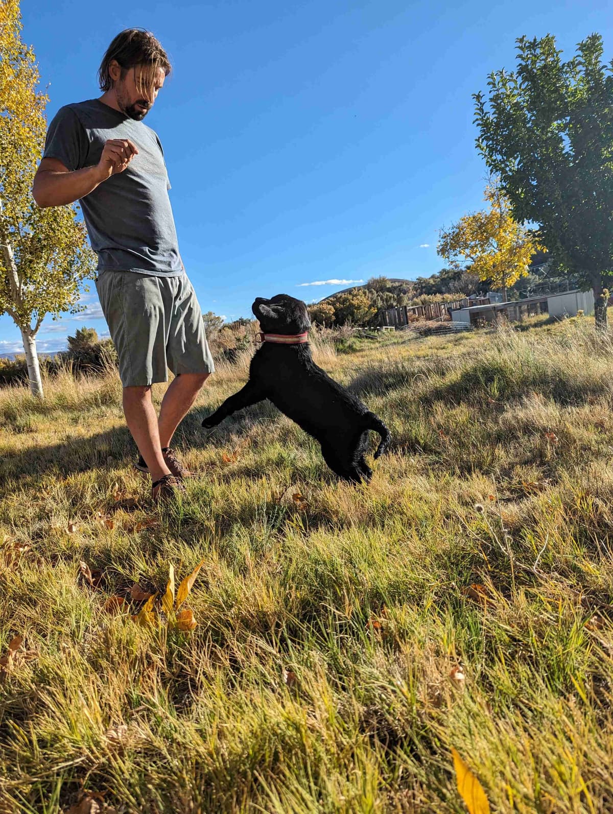 Started Service, Therapy or Facility Professionally Raised Lab Puppies breeder image 5
