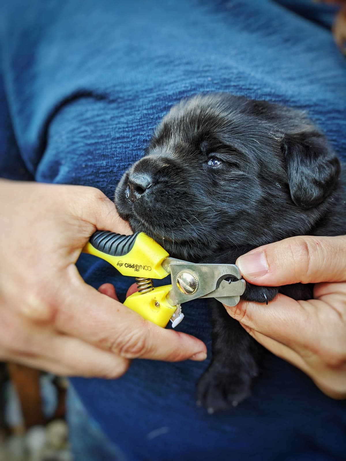 Started Service, Therapy or Facility Professionally Raised Lab Puppies breeder image 6
