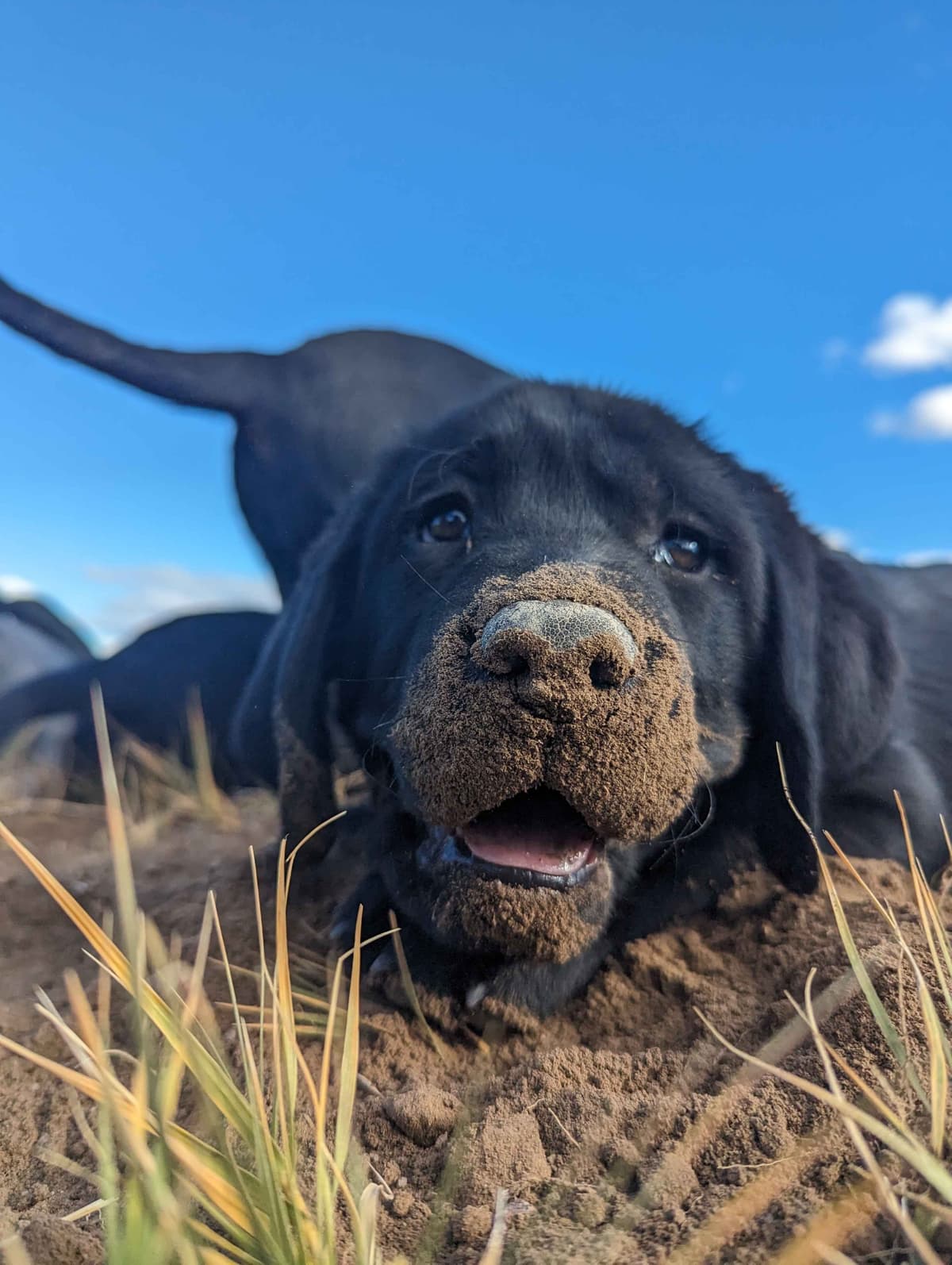 Started Service, Therapy or Facility Professionally Raised Lab Puppies breeder image 8