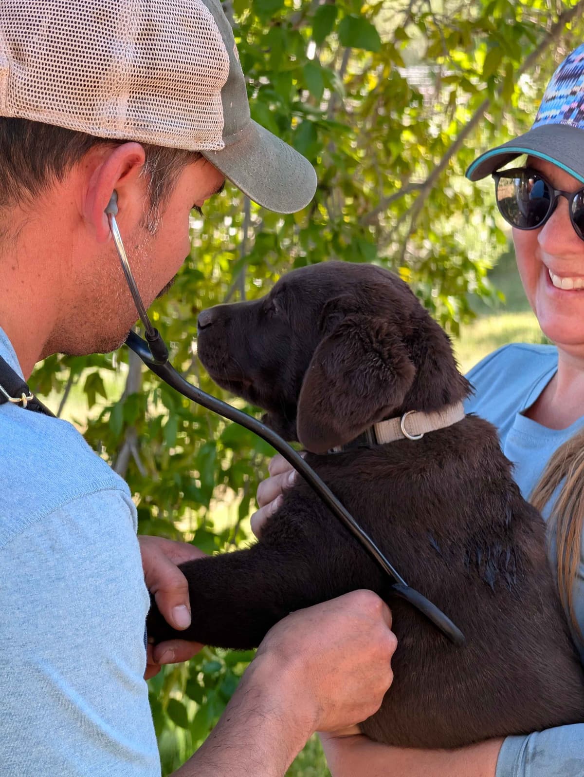 Started Service, Therapy or Facility Professionally Raised Lab Puppies breeder image 9