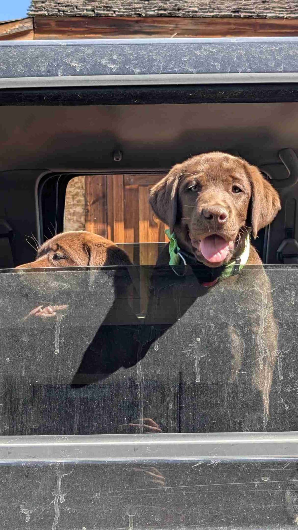 Started Service, Therapy or Facility Professionally Raised Lab Puppies breeder image 11