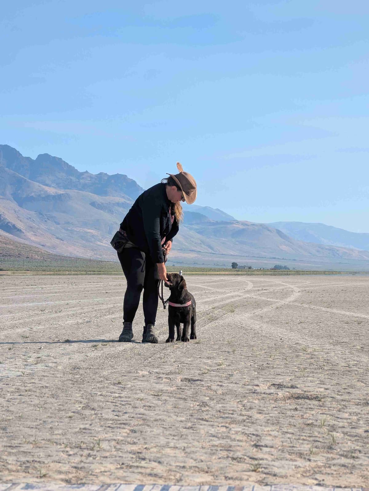 Started Service, Therapy or Facility Professionally Raised Lab Puppies breeder image 12