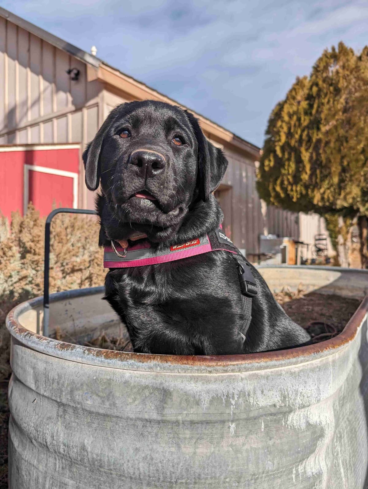 Started Service, Therapy or Facility Professionally Raised Lab Puppies breeder image 13