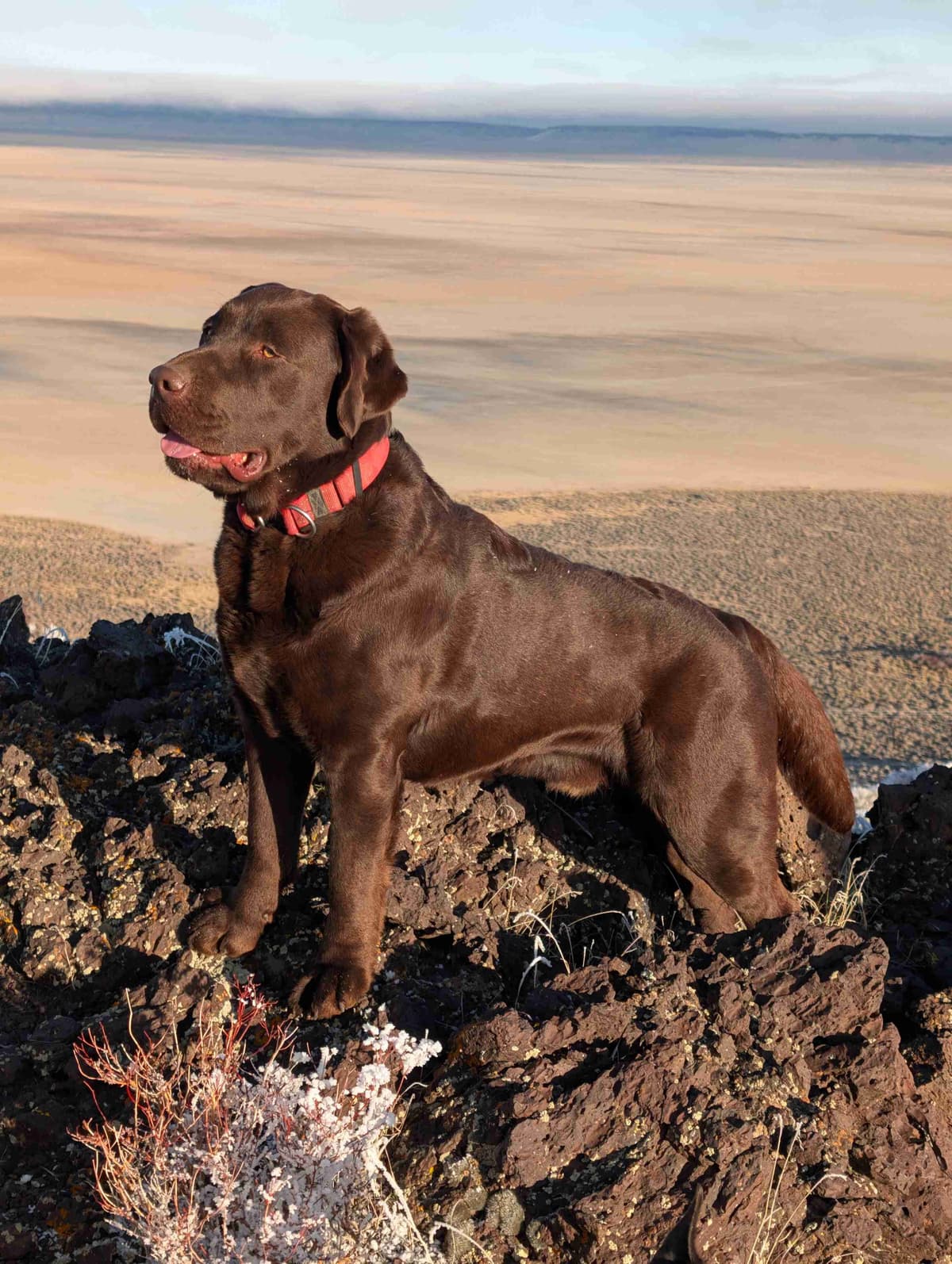 Started Service, Therapy or Facility Professionally Raised Lab Puppies breeder image 15