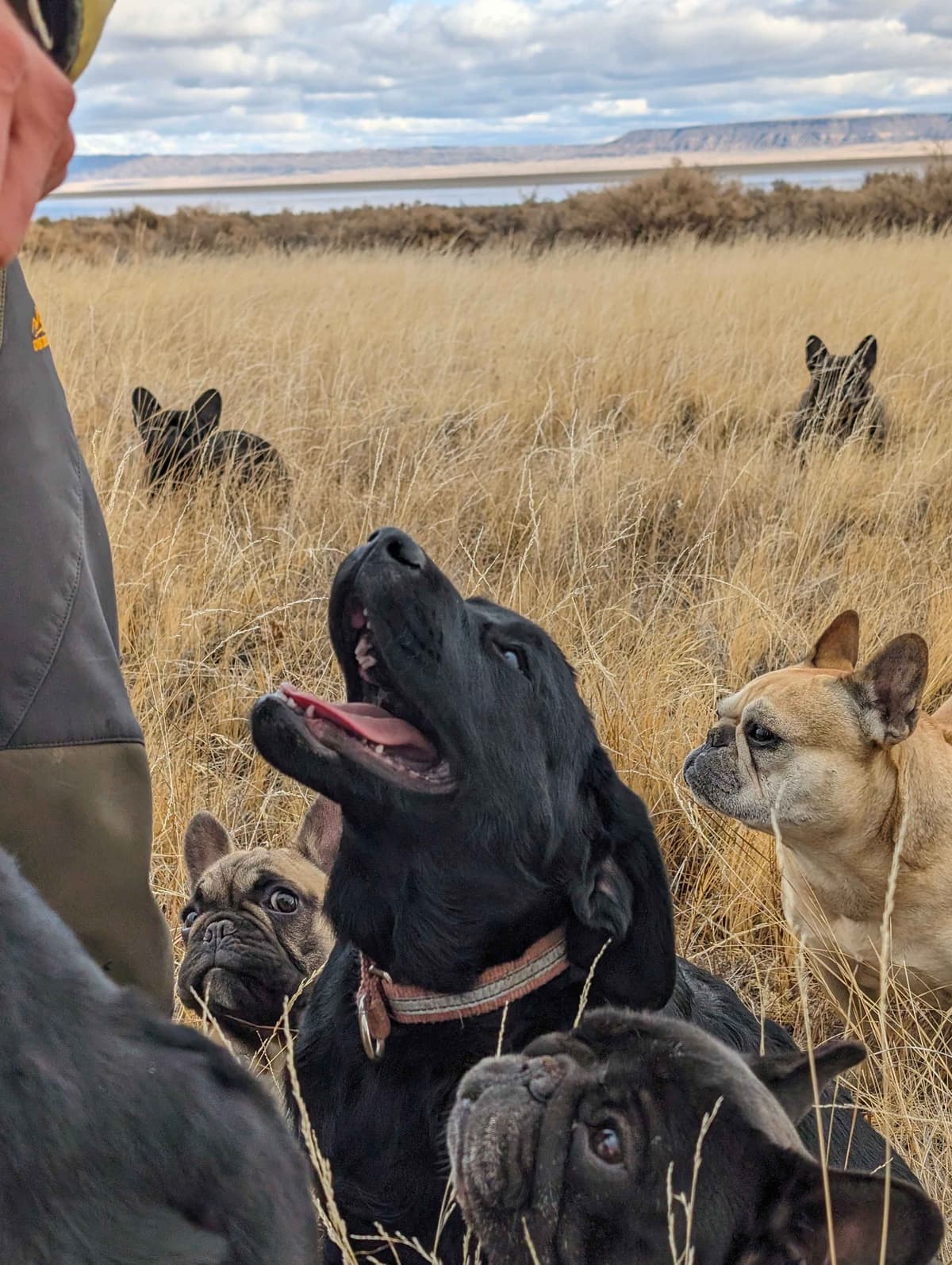 Started Service, Therapy or Facility Professionally Raised Lab Puppies breeder image 16