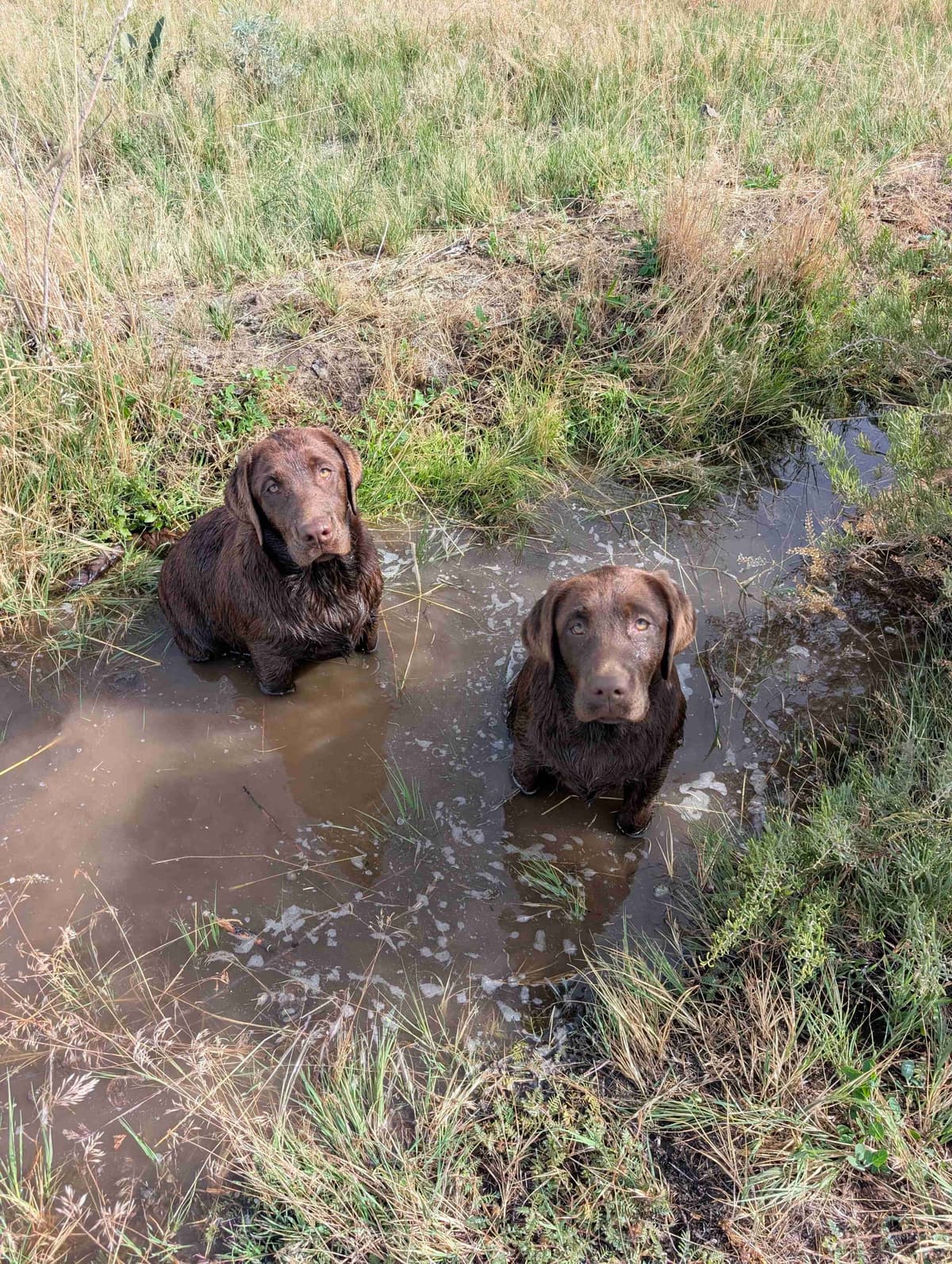 Started Service, Therapy or Facility Professionally Raised Lab Puppies breeder image 17