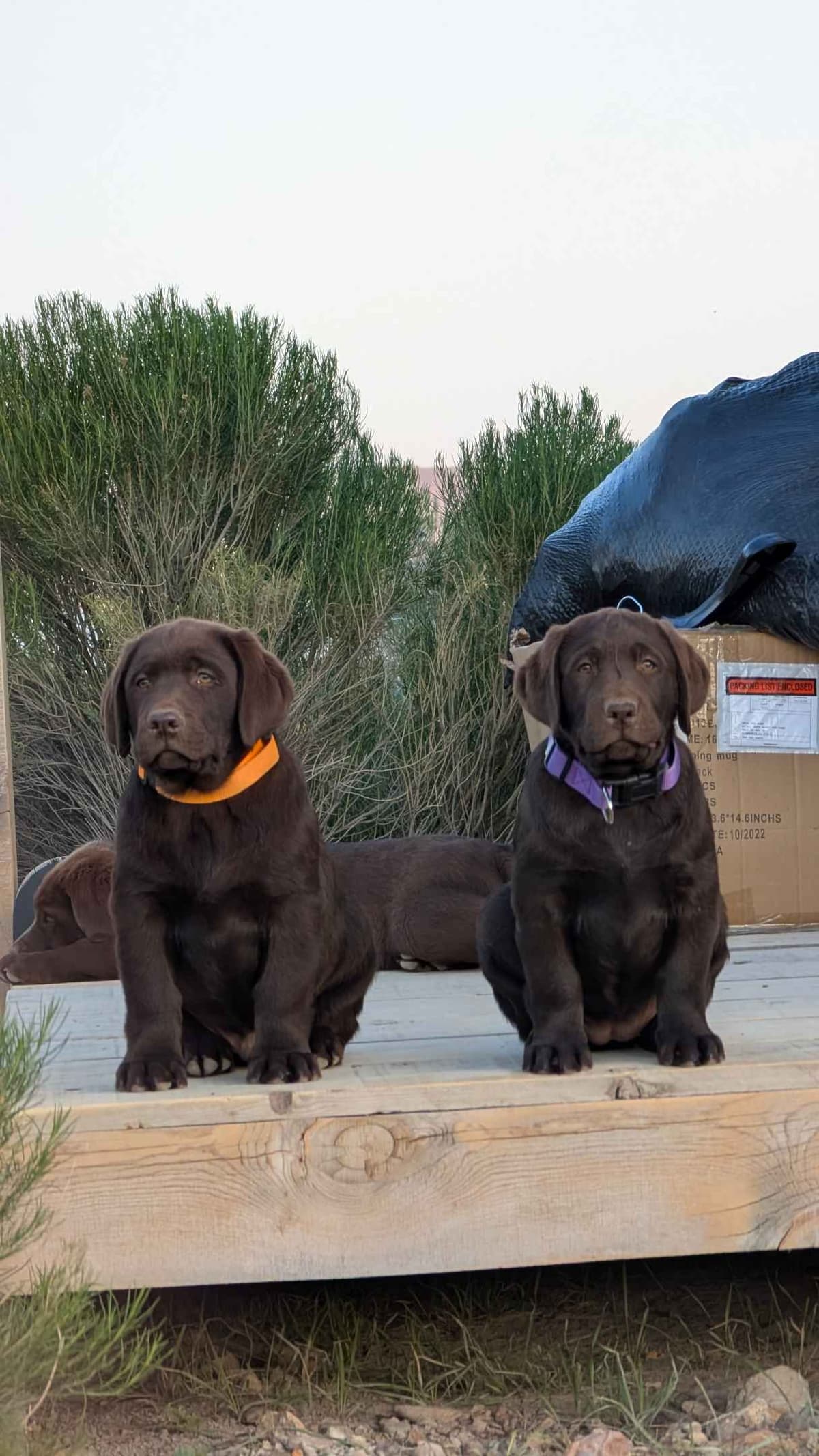 Started Service, Therapy or Facility Professionally Raised Lab Puppies breeder image 19