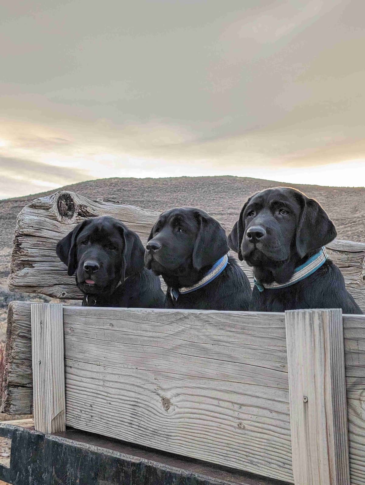 Started Service, Therapy or Facility Professionally Raised Lab Puppies breeder image 22
