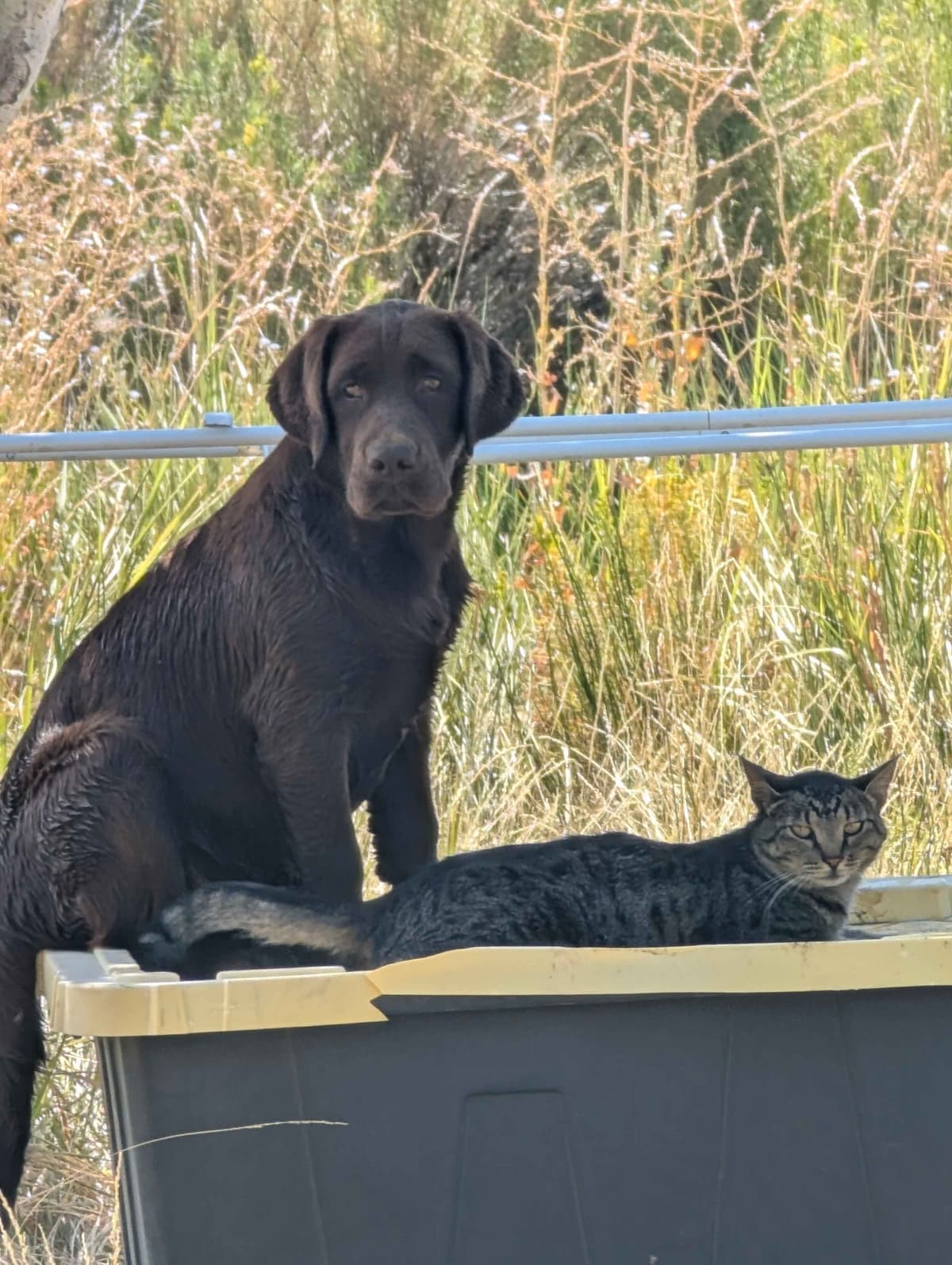 Started Service, Therapy or Facility Professionally Raised Lab Puppies breeder image 23