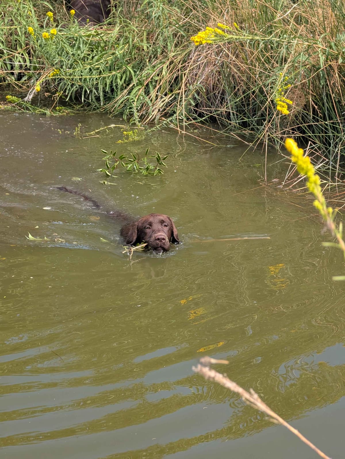 Started Service, Therapy or Facility Professionally Raised Lab Puppies breeder image 24