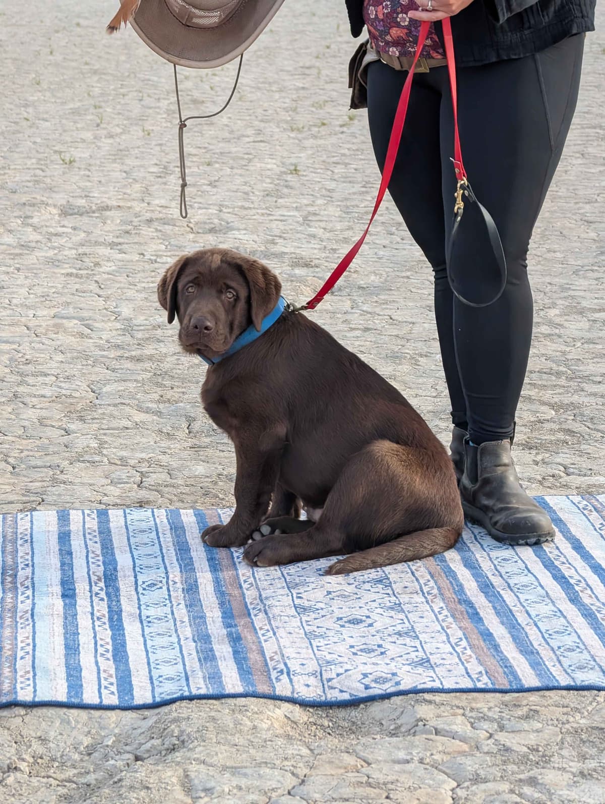 Started Service, Therapy or Facility Professionally Raised Lab Puppies breeder image 25