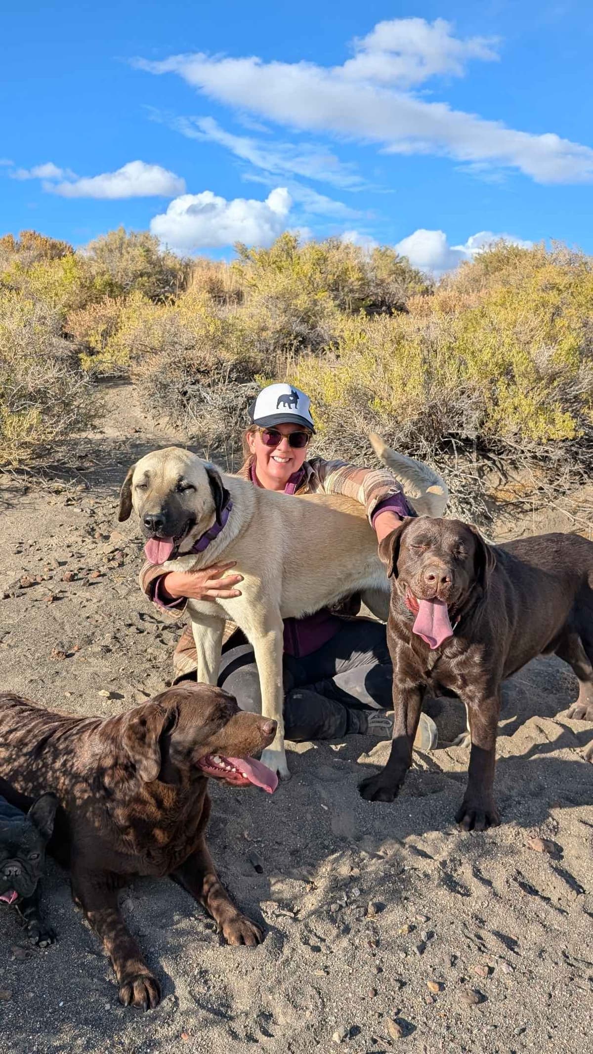 Started Service, Therapy or Facility Professionally Raised Lab Puppies breeder image 26
