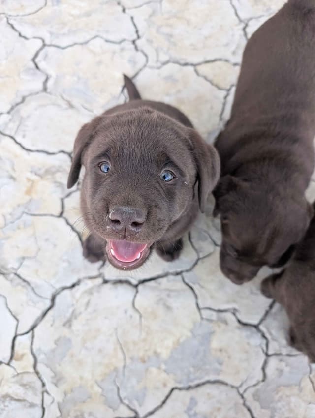 Started Service, Therapy or Facility Professionally Raised Lab Puppies media 2