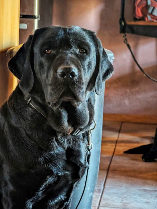 Started Service, Therapy or Facility Professionally Raised Lab Puppies media 5