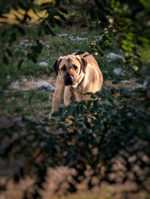 Anatolian LGD and Family Puppies raised by Professional Dog Trainer media 2