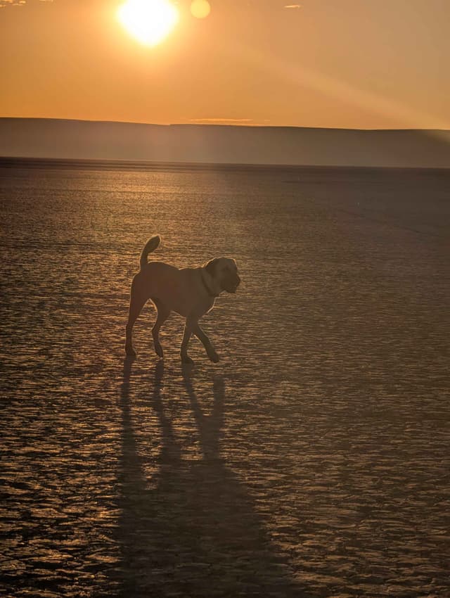 Anatolian LGD and Family Puppies raised by Professional Dog Trainer media 3