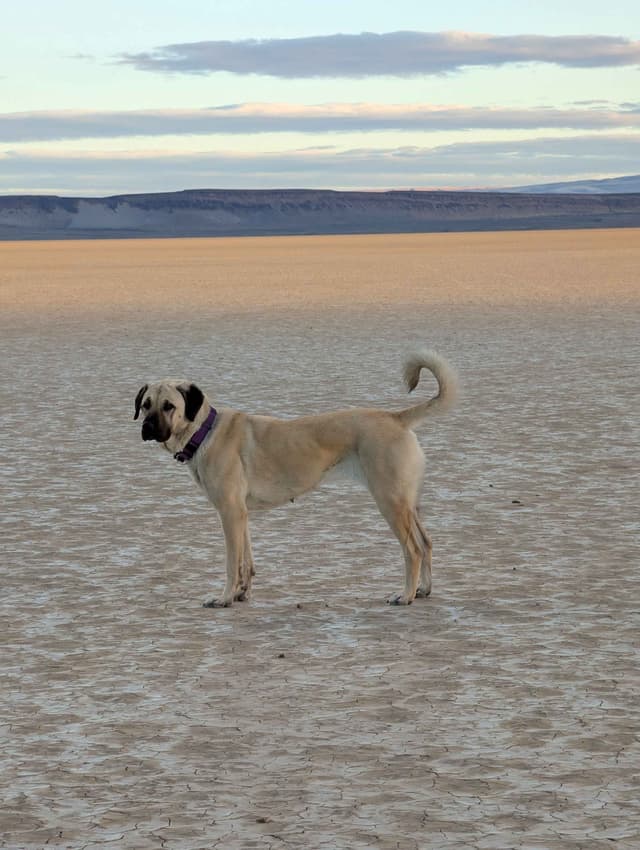 Anatolian LGD and Family Puppies raised by Professional Dog Trainer media 4
