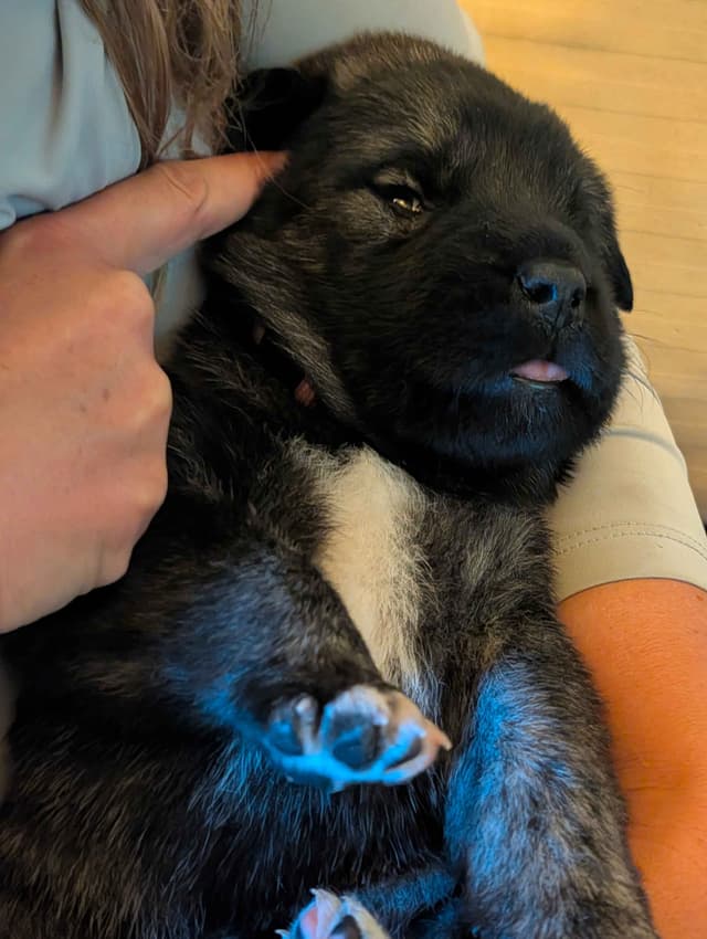 Anatolian LGD and Family Puppies raised by Professional Dog Trainer media 6