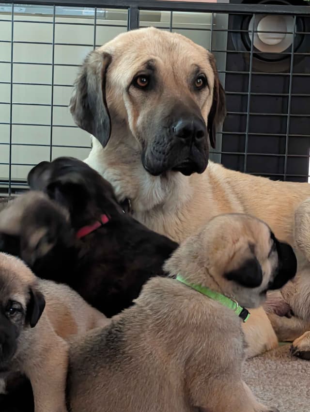 Anatolian LGD and Family Puppies raised by Professional Dog Trainer media 7