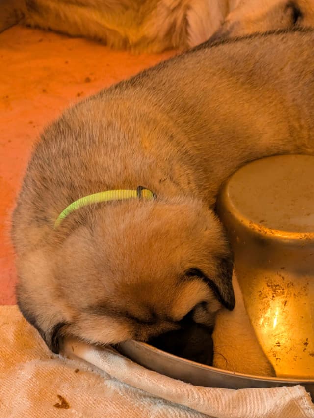 Anatolian LGD and Family Puppies raised by Professional Dog Trainer media 8