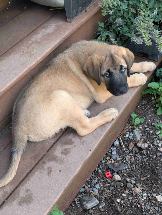 Anatolian LGD and Family Puppies raised by Professional Dog Trainer media 10