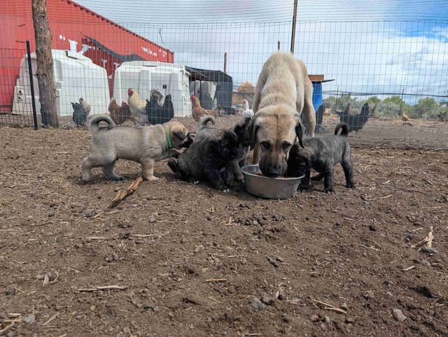 Anatolian LGD and Family Puppies raised by Professional Dog Trainer media 9