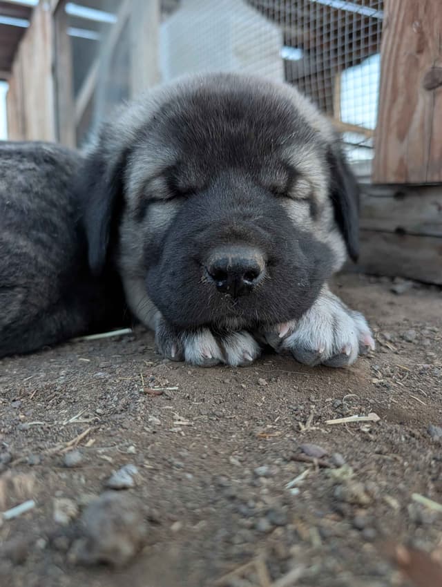 Anatolian LGD and Family Puppies raised by Professional Dog Trainer media 11