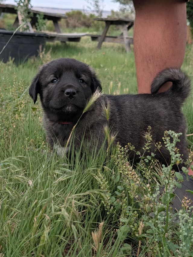 Anatolian LGD and Family Puppies raised by Professional Dog Trainer media 12