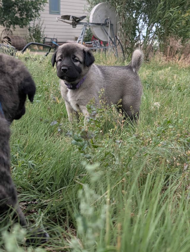 Anatolian LGD and Family Puppies raised by Professional Dog Trainer media 13